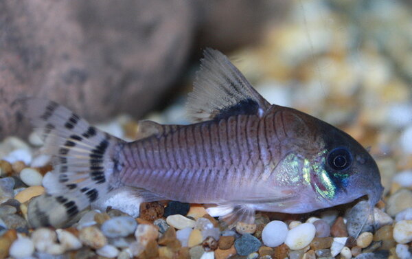 Corydoras Oiapoquensis