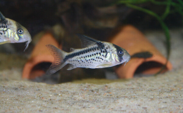 Corydoras Loxozonus