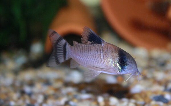 Corydoras Oiapoquensis