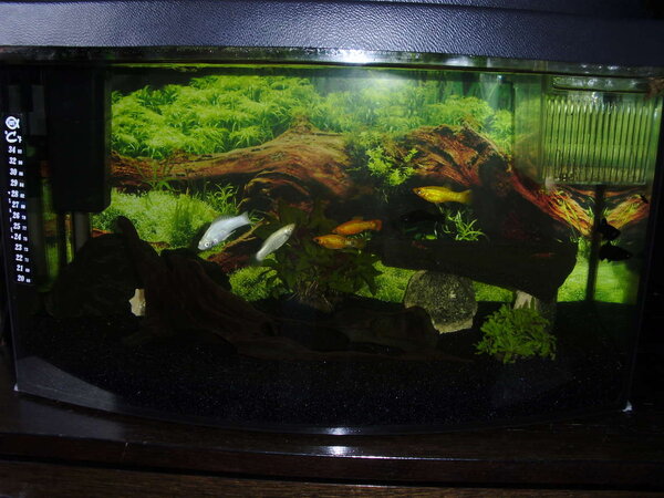 50L guppy akvarie