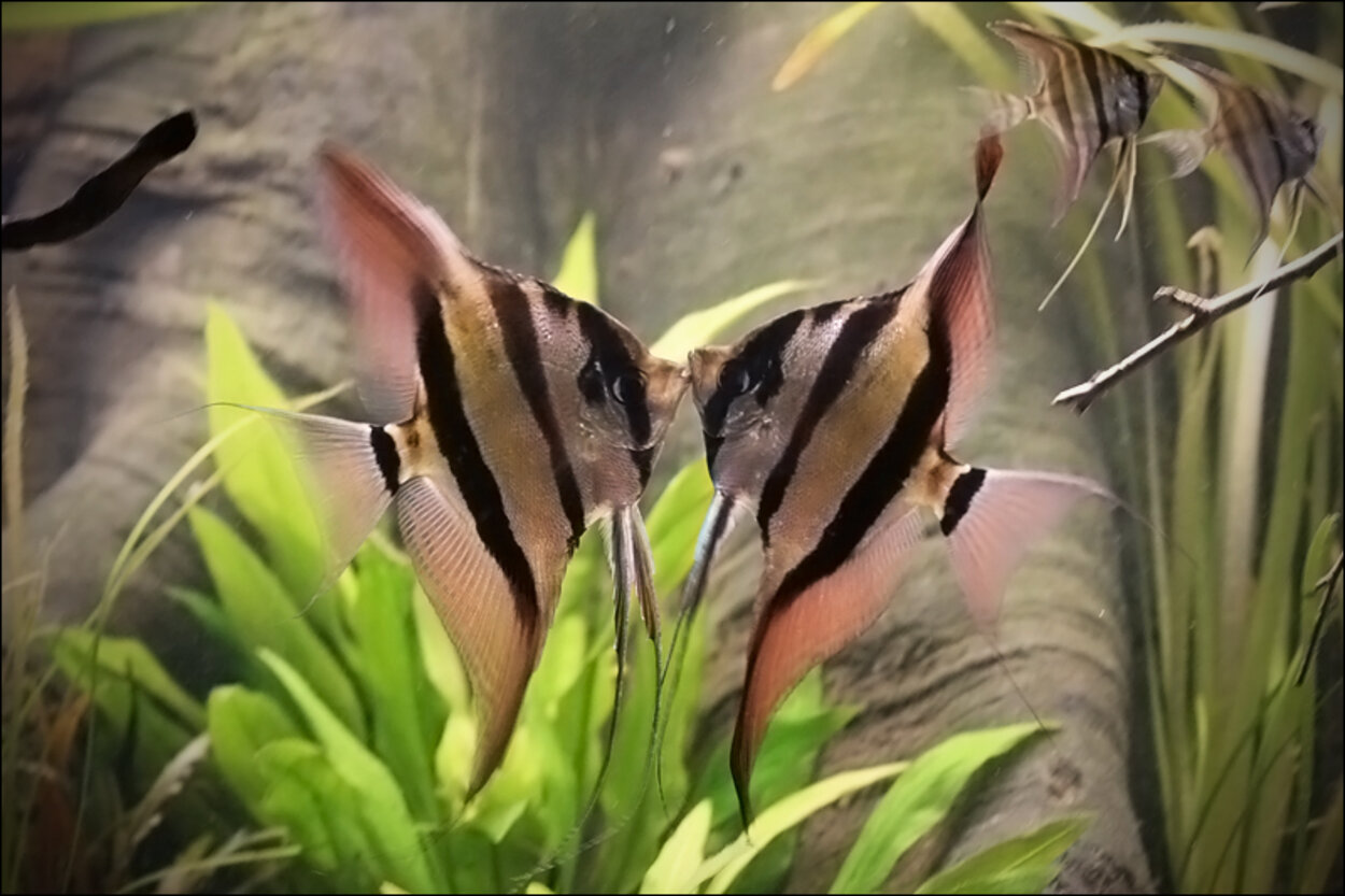 Pterophyllum Altum - Orinoco Altum Angel