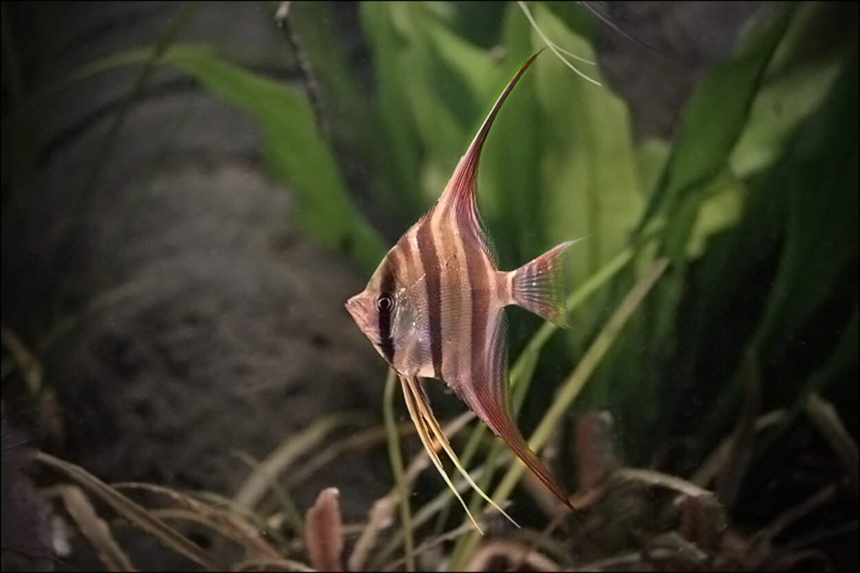 Pterophyllum Altum - Orinoco Altum Angel