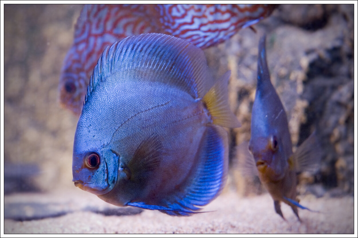 Blue Diamond Discus