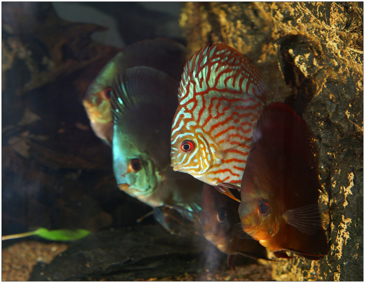 Discus