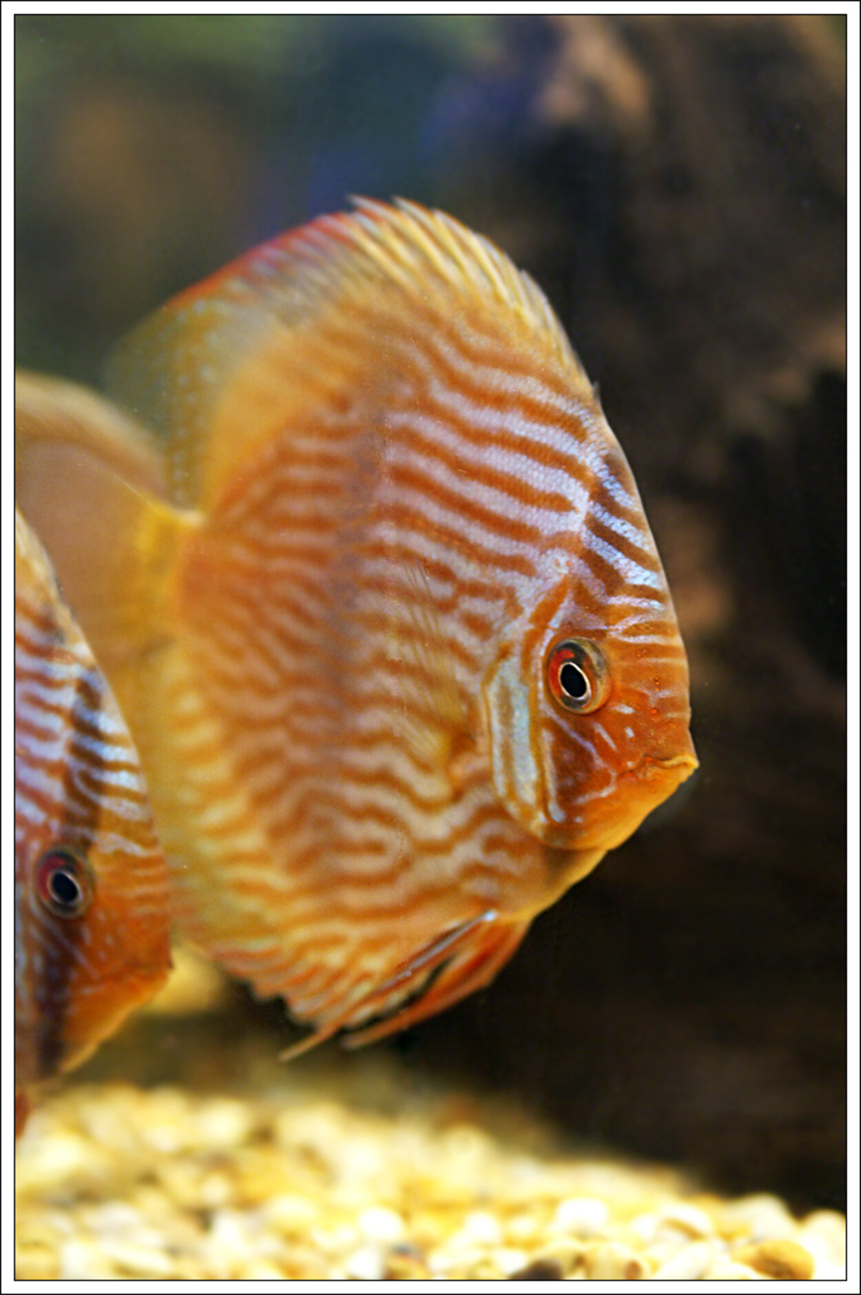 Marimari Heckel Discus - Symphysodon Discus