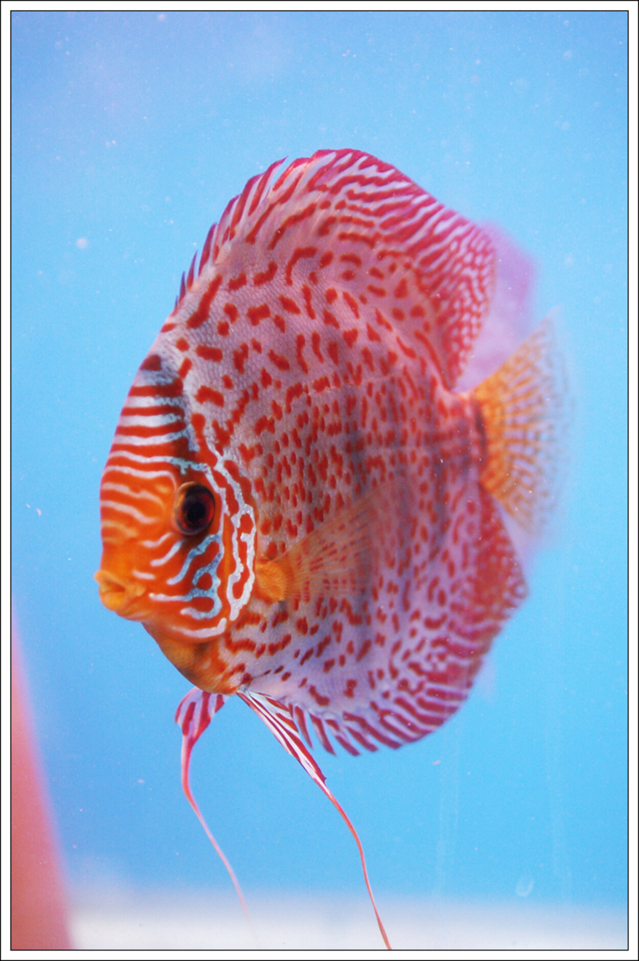 discus1