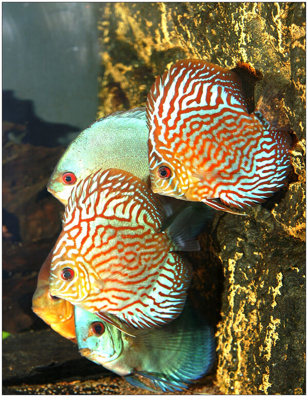 Discus