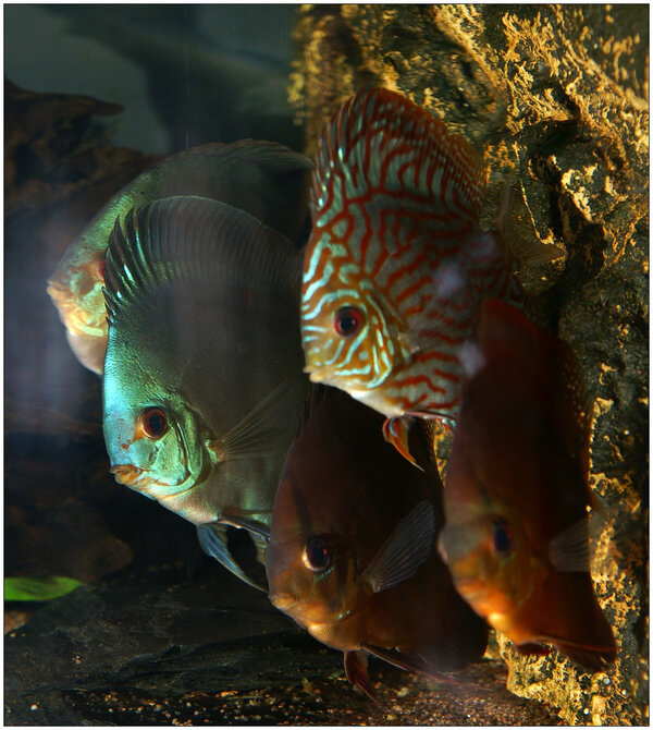 Discus