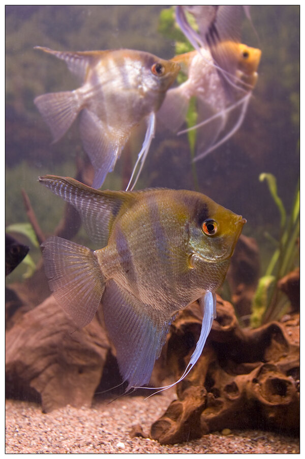 Pterophyllum Scalare Manacapuru