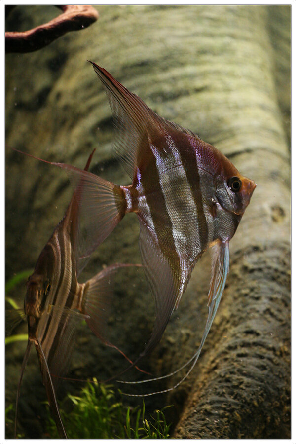 Pterophyllum Altum - Orinoco Altum Angel