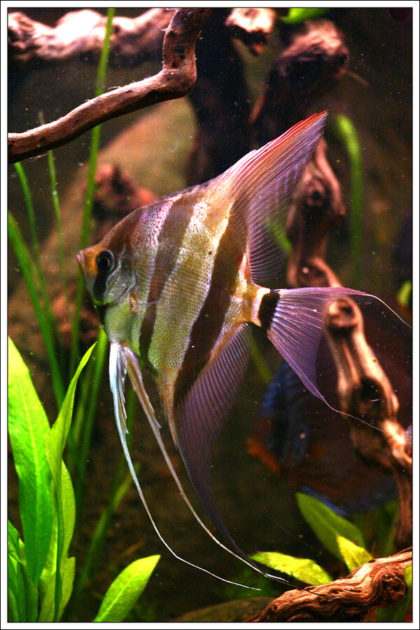 Pterophyllum Altum - Orinoco Altum Angel