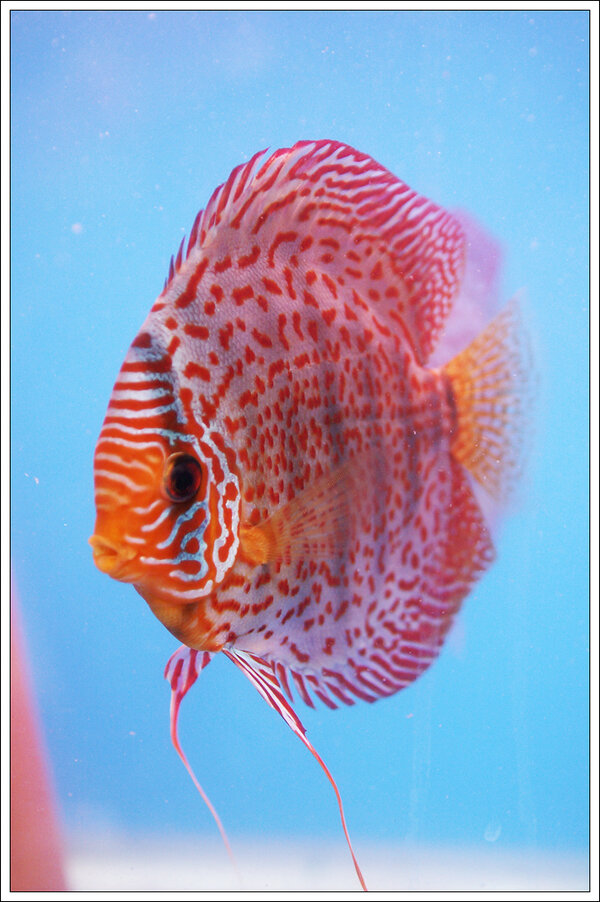 discus1