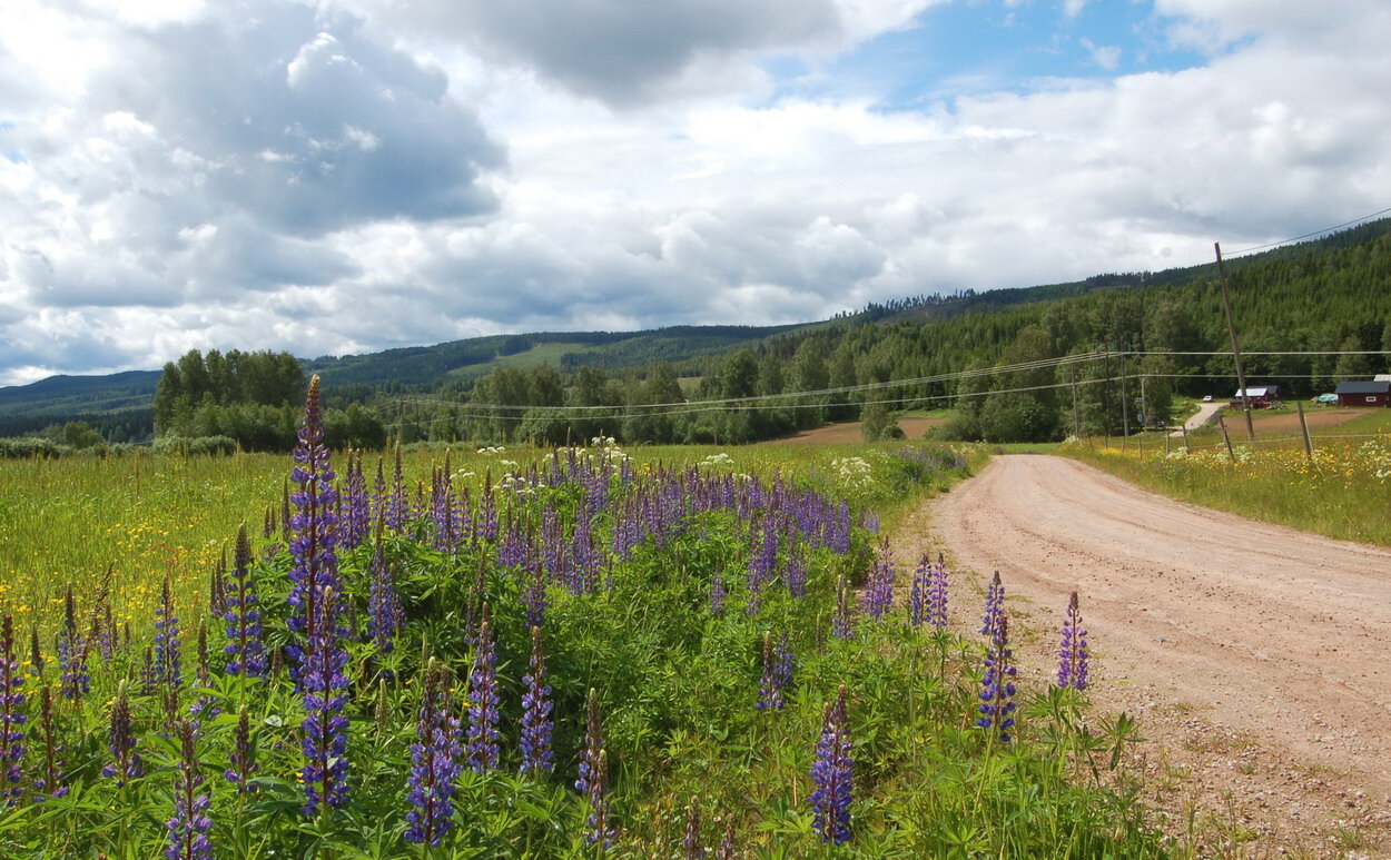 Torsby-sommar