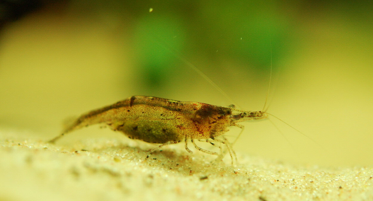 Caridina propinqua?  Neocaridina?