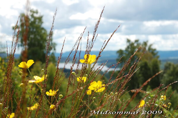 midsommarafton vid Gultbergets naturreservat