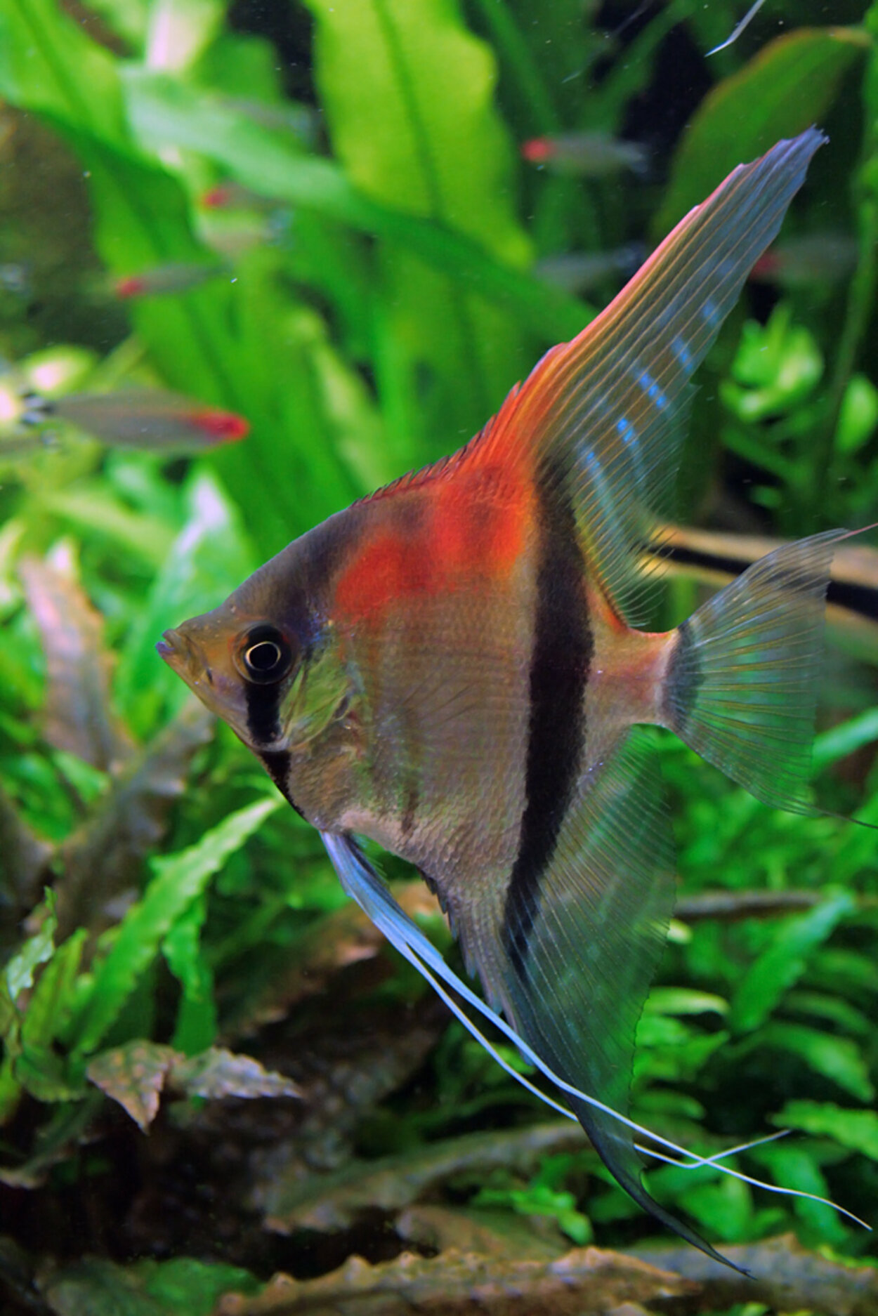 Pterophyllum scalare, Manacapuru