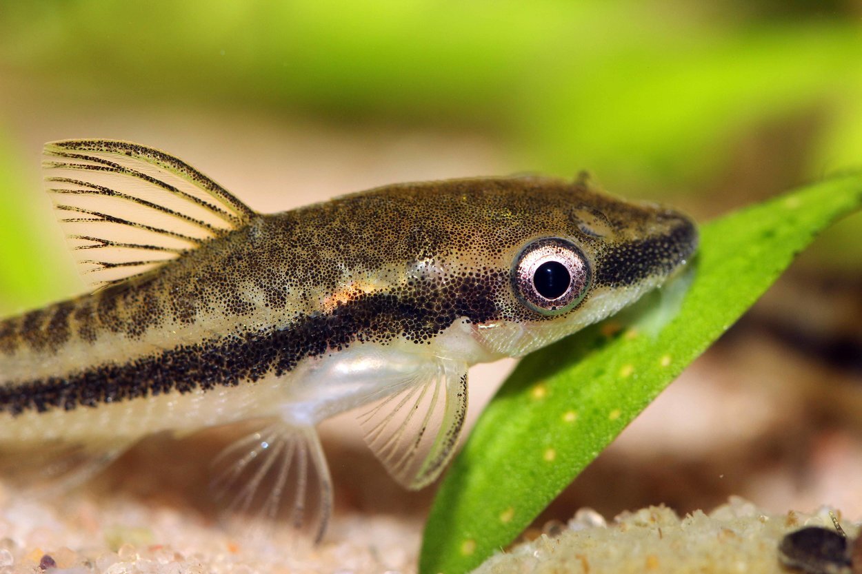 Otocinclus