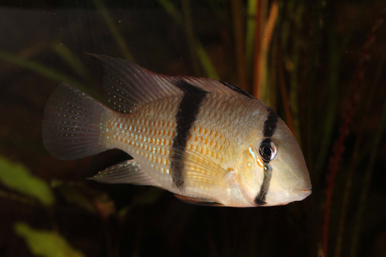 Guianacara sp. jatapu