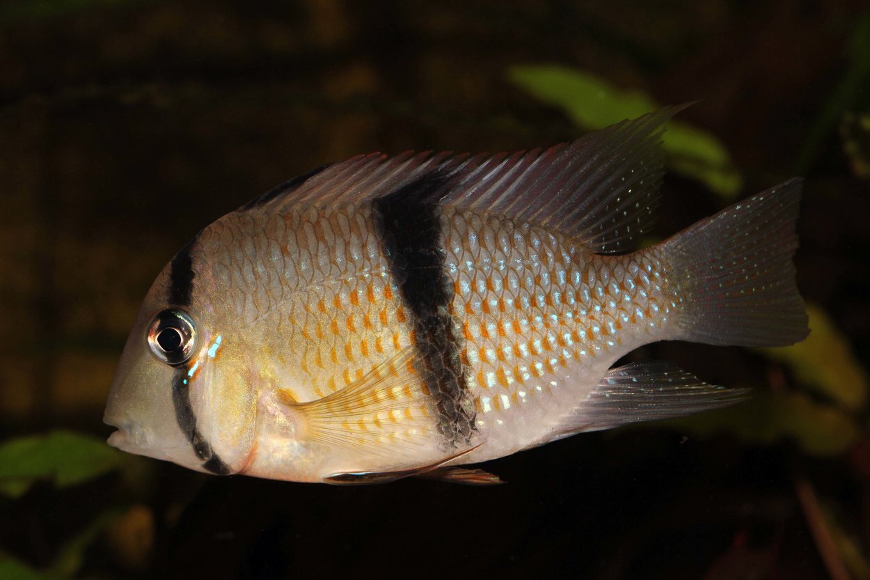 Guianacara sp. jatapu