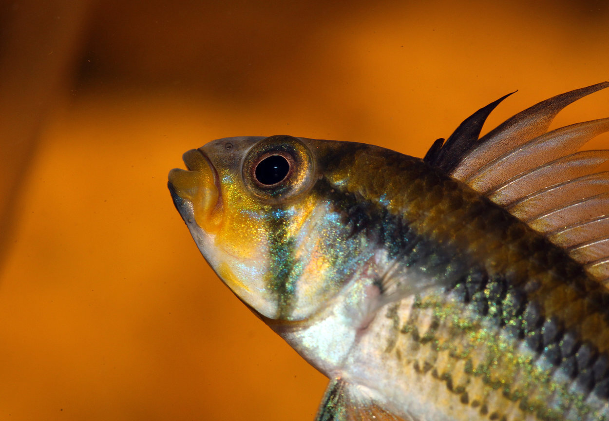 Apistogramma Juruensis