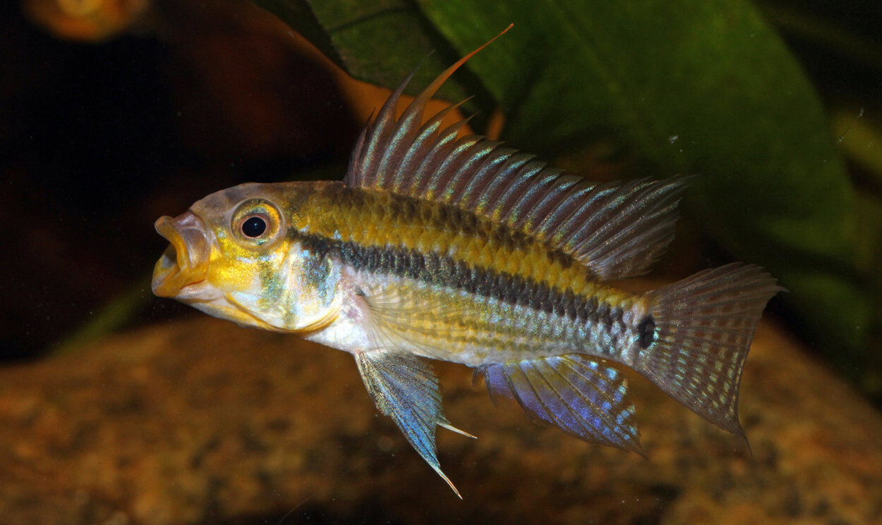 Apistogramma Juruensis