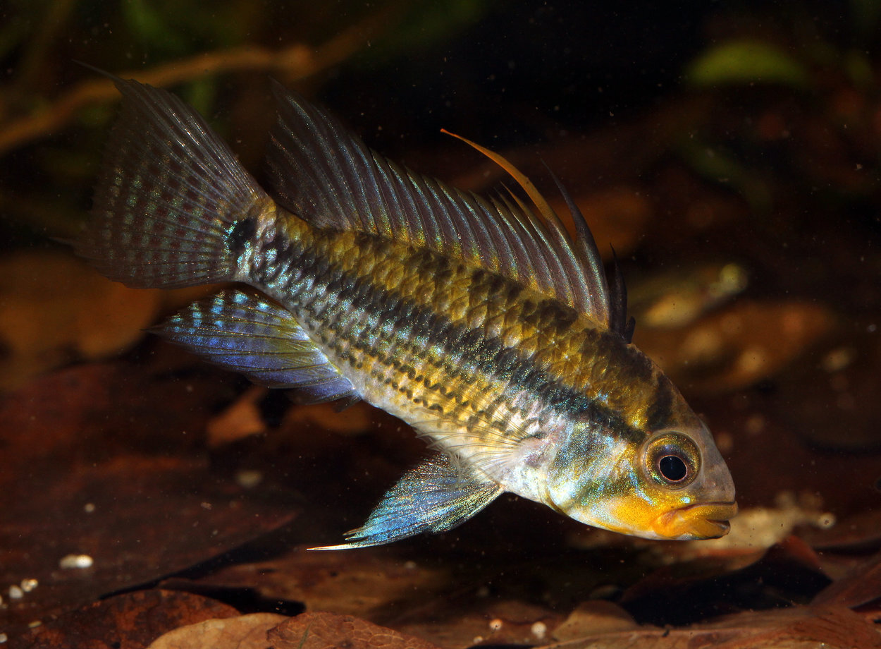 Apistogramma Juruensis