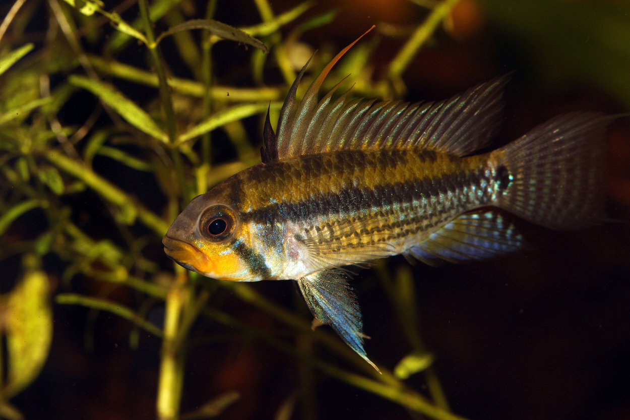 Apistogramma Juruensis