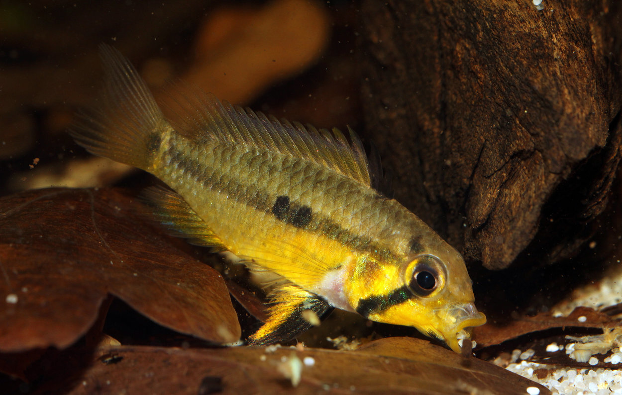 Apistogramma Juruensis - hona