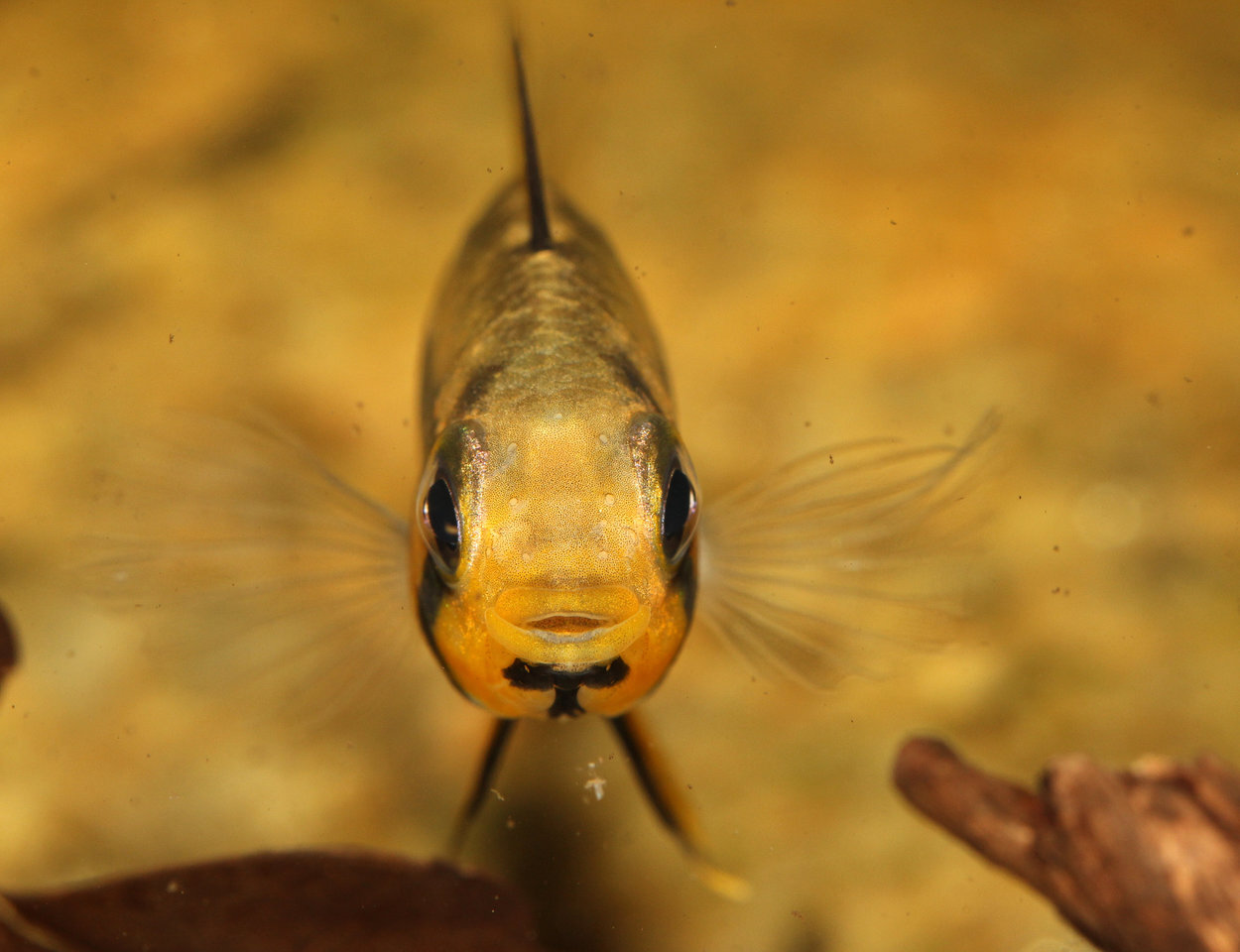 Apistogramma Juruensis - hona