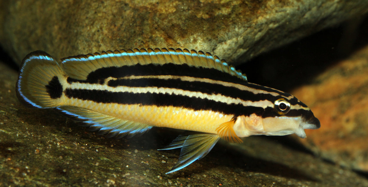 Julidochromis ornatus