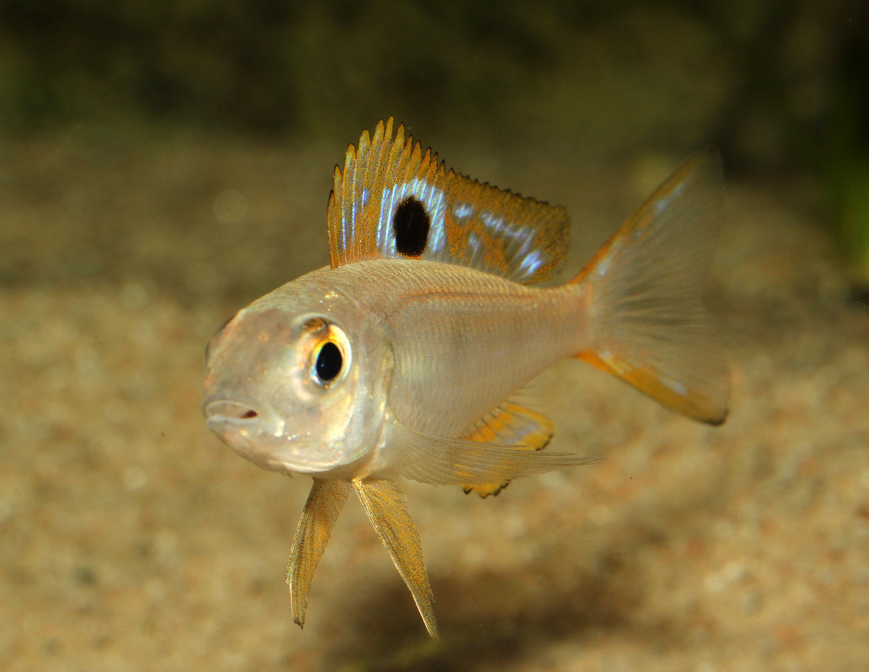 Ectodus descampsi Ndole hanne