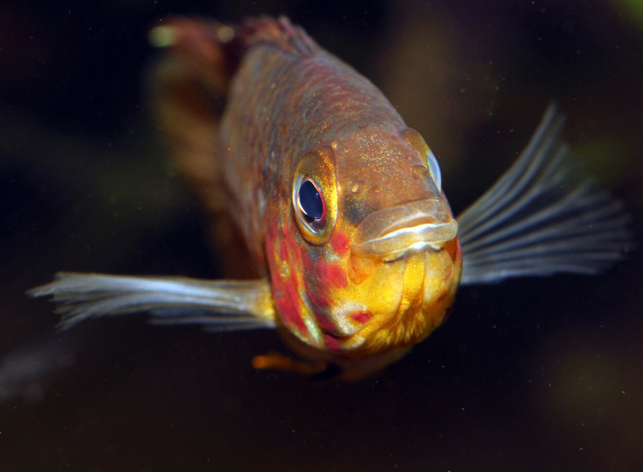 Apistogramma paulmuelleri