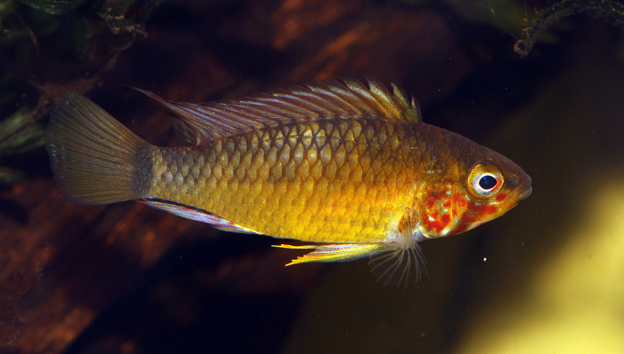 Apistogramma paulmuelleri