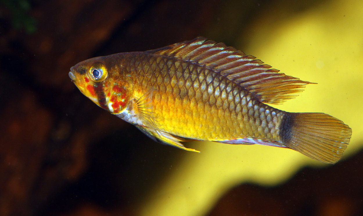 Apistogramma paulmuelleri