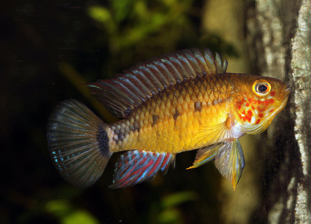 Apistogramma paulmuelleri