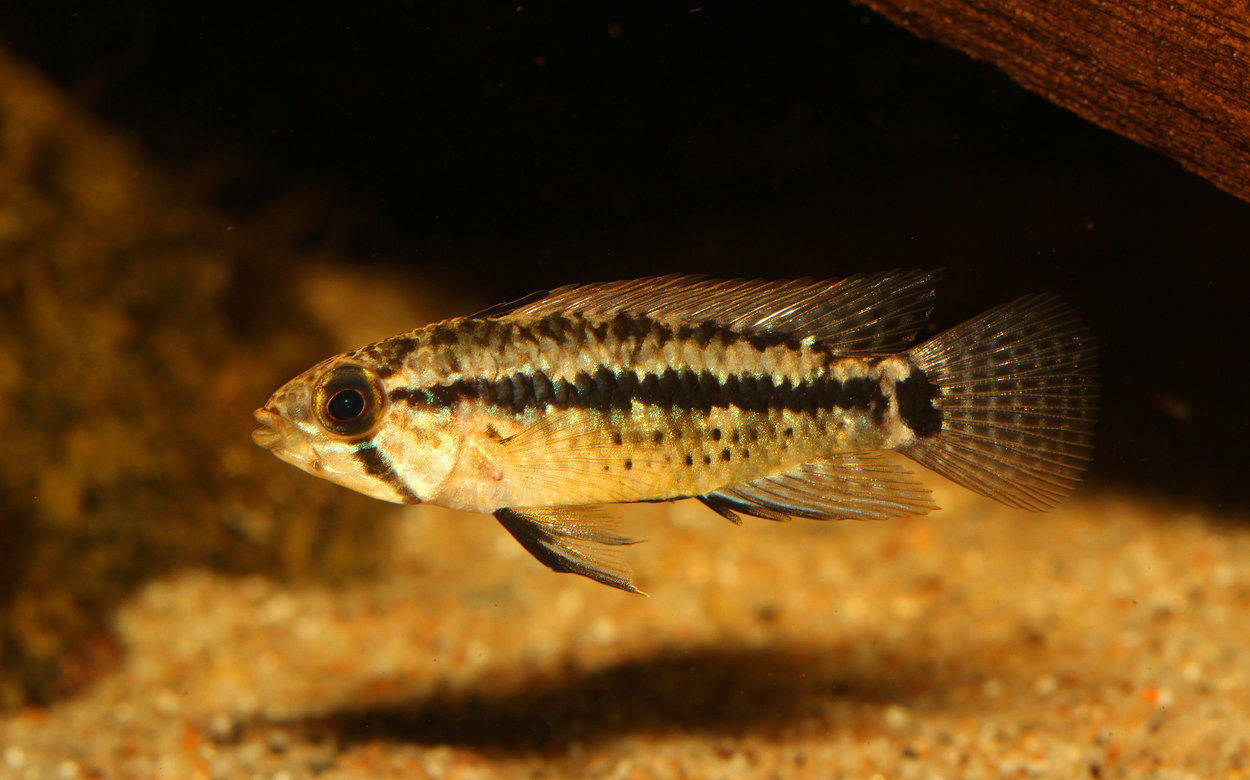 Apistogramma sp. parati