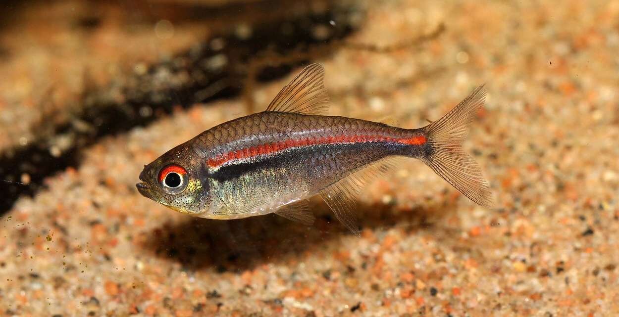 Hyphessobrycon amapaensis