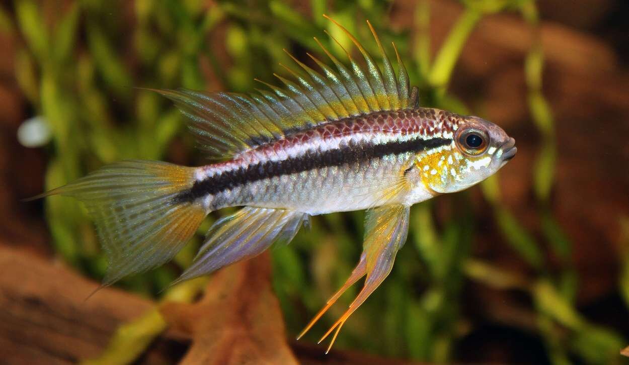 Apistogramma bitaeniata - hanne