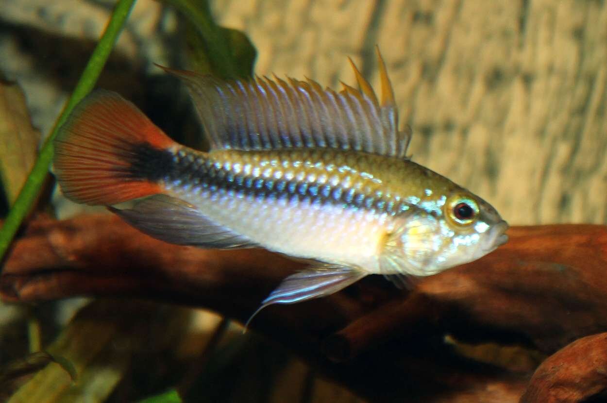 Apistogramma Rio Mamore - hanne