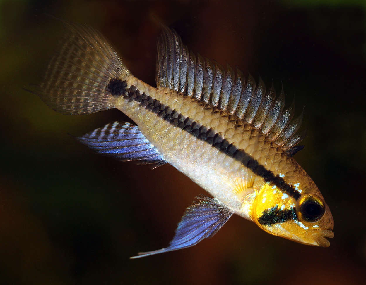 Apistogramma Staecki -hanne