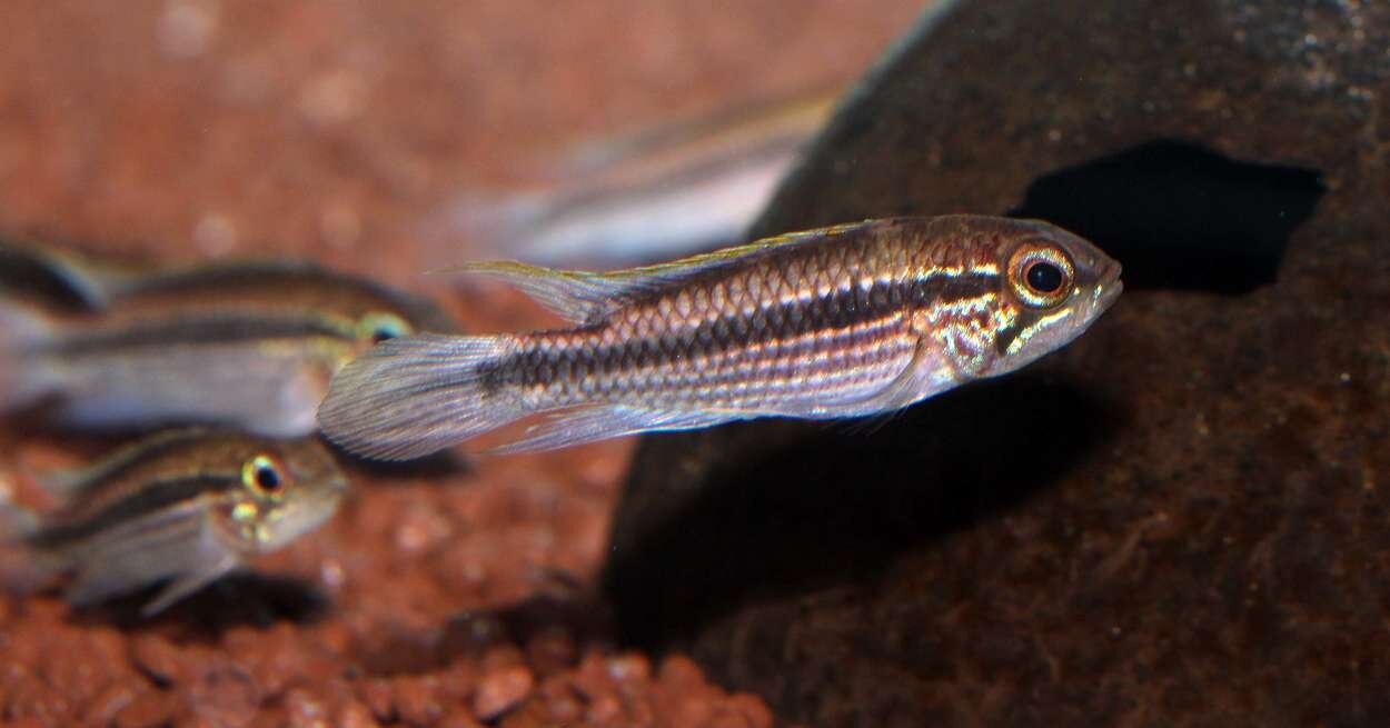 Apistogramma_Tefe