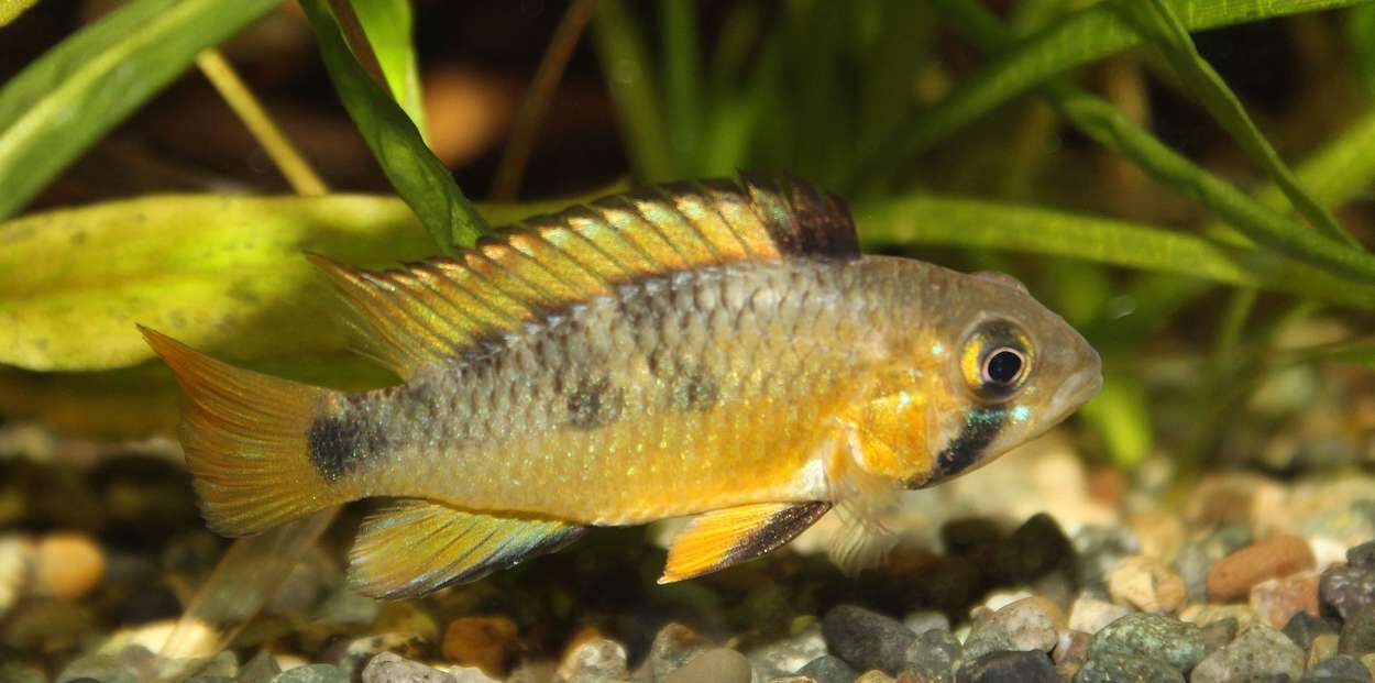 Apistogramma_sp_Algodon_hona