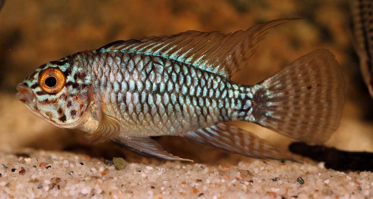 Apistogramma sp. Steel Blue (hanne)