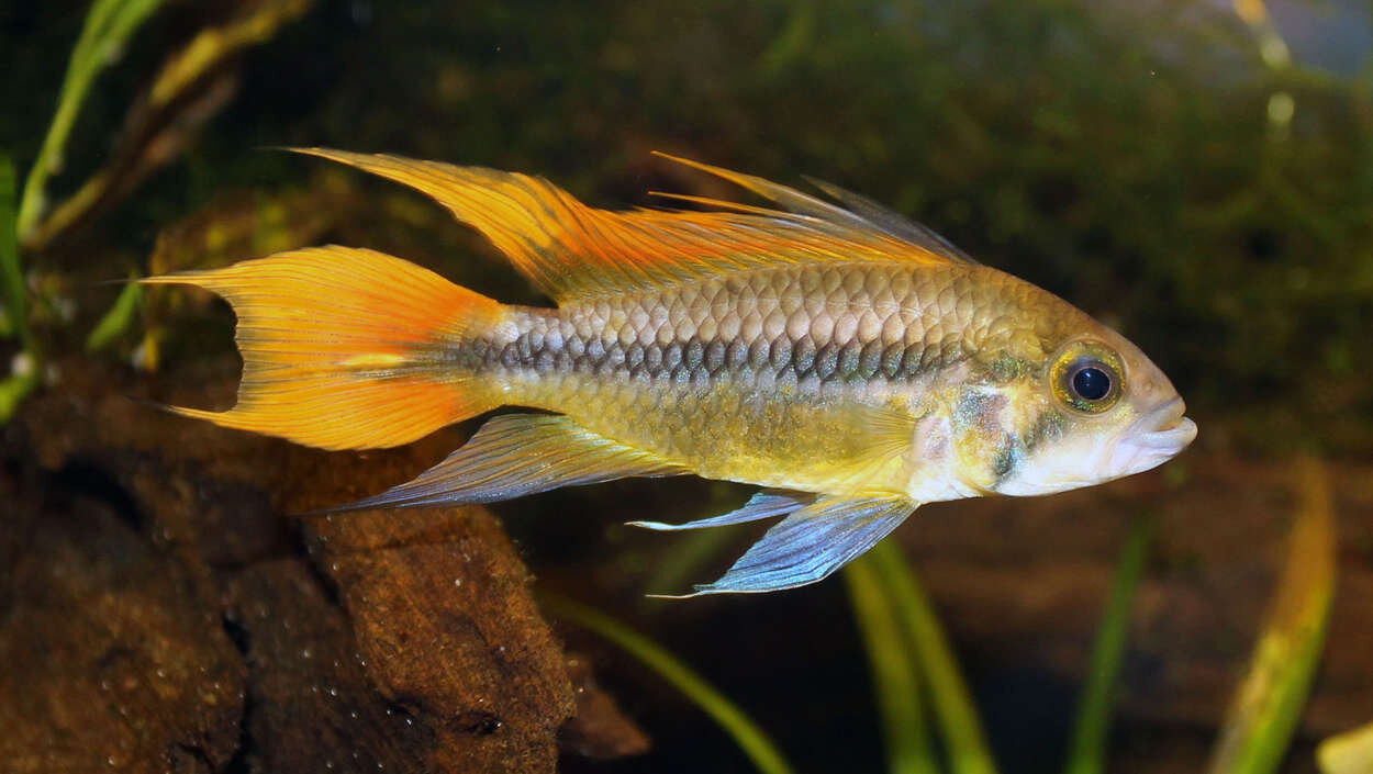 Apistogramma Cacatuoides - hanne