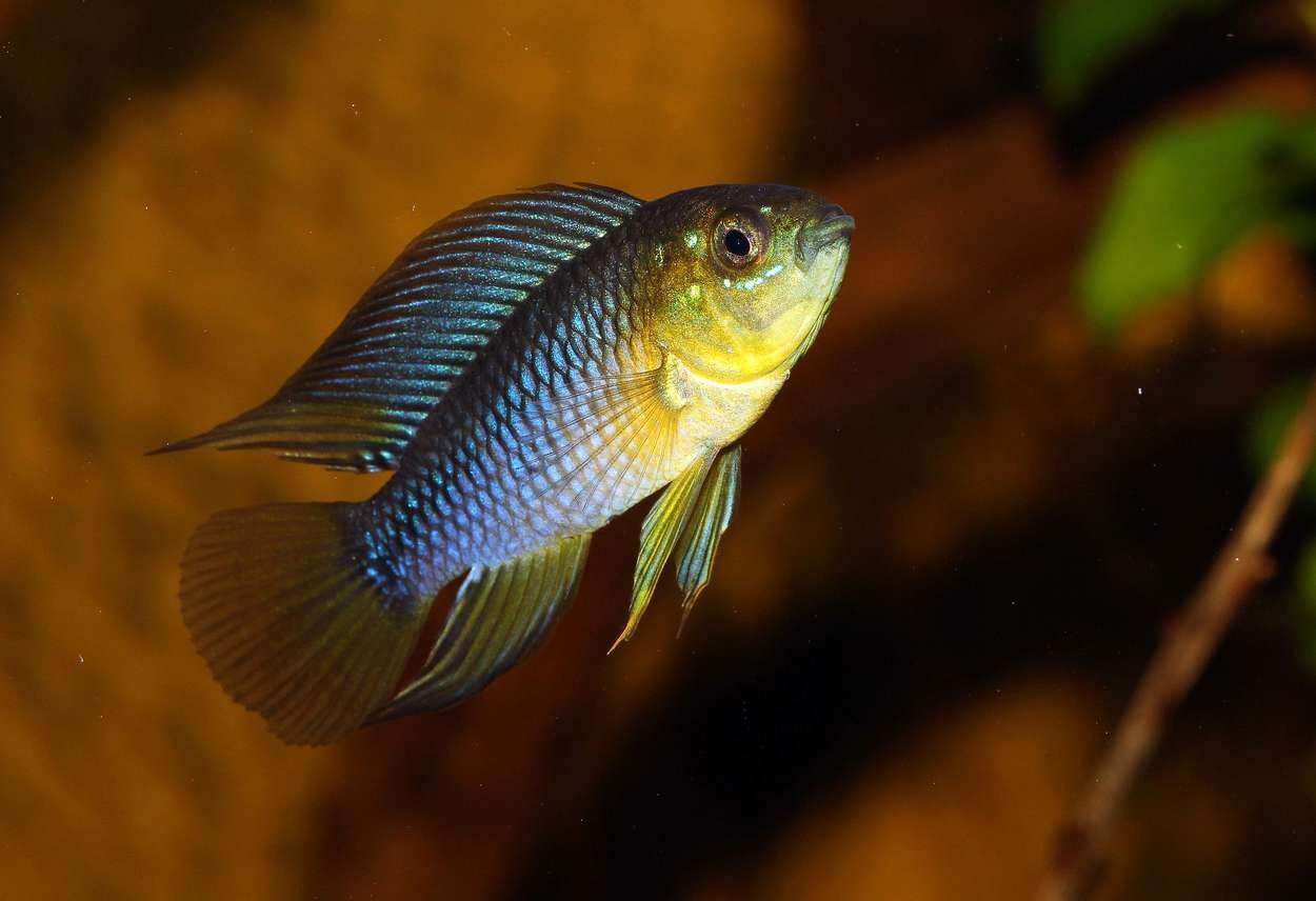 Apistogramma Borellii - hanne