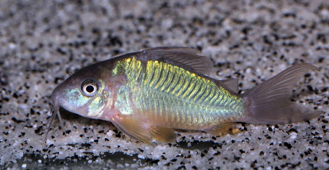 Corydoras3