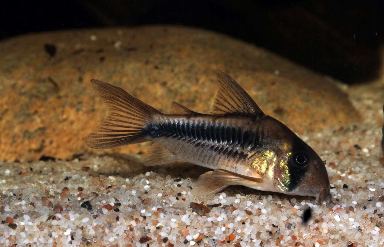 Corydoras Deckeri