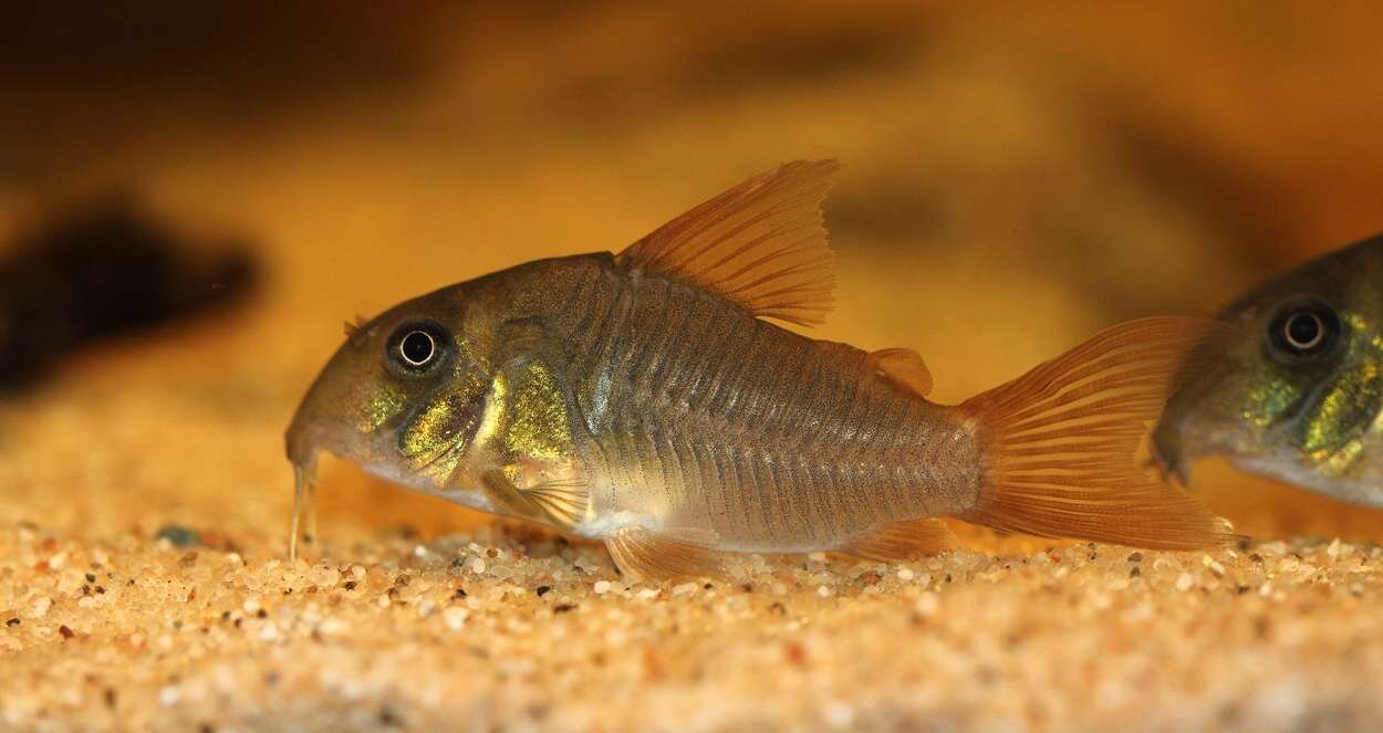 Corydoras concolor