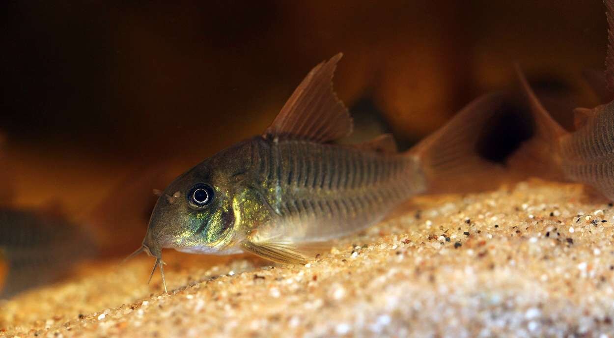 Corydoras concolor