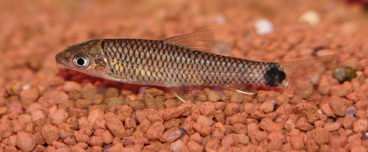 Crossocheilus_Reticulatus